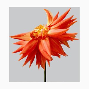 Dahlia # 14, Fotografía contemporánea, Flores,