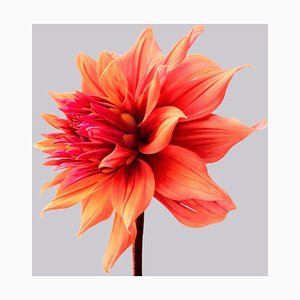 Dahlia #2, Flowers, Photography