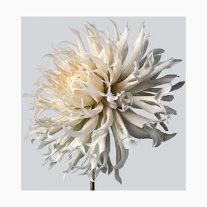 Dahlia # 5, Flores, Fotografía Contemporánea