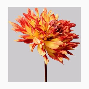 Dahlia #6, Fleurs, Photographie Contemporaine