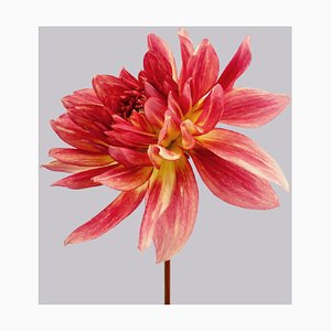 Dahlia #7, Fleurs Roses, Photographie Contemporaine