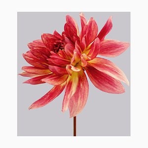 Dahlia # 7, Pink Flowers, Fotografía contemporánea