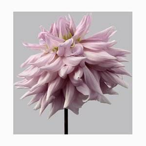 Dahlia #9, Fleurs Roses, Photographie Contemporaine