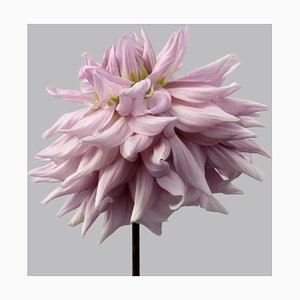 Dahlia # 9, flores rosadas, fotografía contemporánea