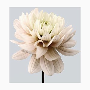 Dahlia # 8, flores rosadas, fotografía contemporánea