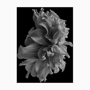 Black Dahlia #19, Noir et blanc, Photographie