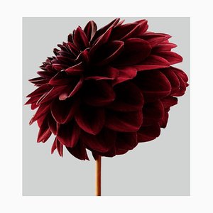 Dahlia #1, Flowers, Still Life, Botanical