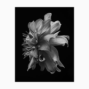Dahlia Noir # 3, Noir et Blanc, Photographie