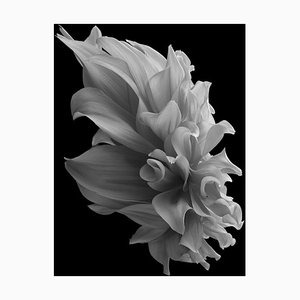 Black Dahlia #2, Noir et blanc, Photographie