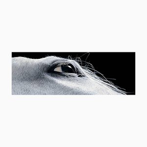 Horse Croc, Photographie Abstraite, Noir et Blanc, 2006
