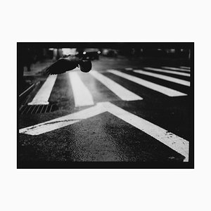 Untitled #19, Pigeon Wall St From New York, Noir et Blanc, 2017