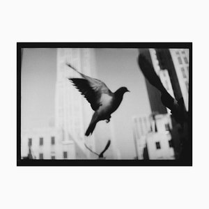 Sin título # 23, Paisaje de palomas de Nueva York, Fotografía en blanco y negro, 2018