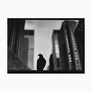 Untitled #30, Pigeon 5th Avenue From New York, Black and White, Street Photo, 2017