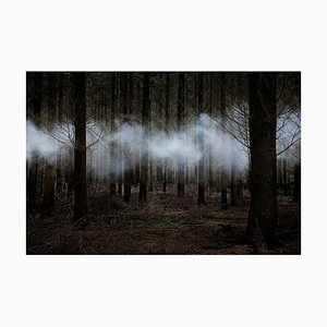 Entre les arbres 6, Ellie Davies, 2014
