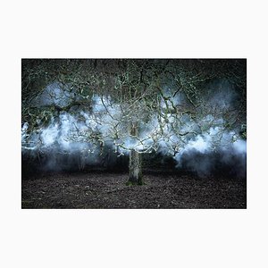 Between the Trees 11, Ellie Davies, 2014