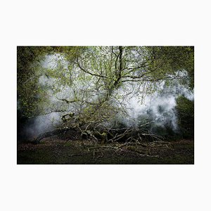Entre los árboles 13, Ellie Davies, 2014