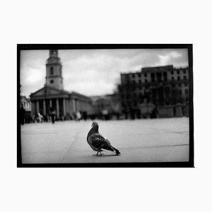 Sin título # 16, Pigeon Trafalgar Square de Eternal London, Giacomo Brunelli 2013