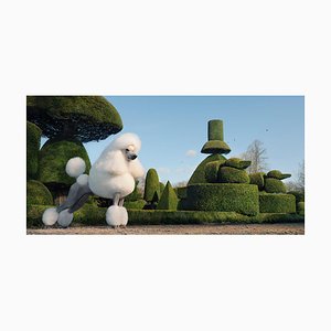 Topiary, Landscape Gardening, Tim Flach, Photograph