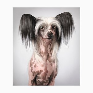 Tia, chino sin pelo, perros inusuales, retrato, fotografía