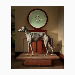 Kinda Ready, Chiens, Portrait