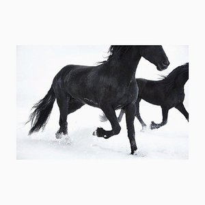 Friesians-Horses, Print, Tim Flach