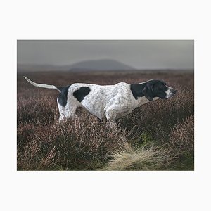 Stoischer Punkt, Landschaft, Fotografie, Schottland