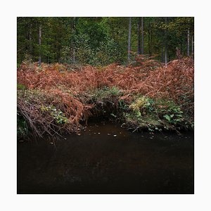 Half Light 7, Ellie Davies,Paysage Britannique, Photographie