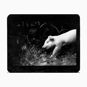 Untitled, Pig, Photography, 2008