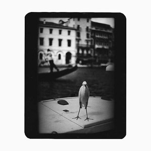 Senza titolo, Heron Venice, Giacomo Brunelli, Travel Photography, 2007