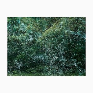 Seascapes 6, Ellie Davies, paisaje británico, imágenes de bosques
