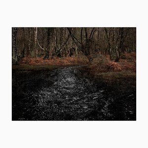 Seascapes 8, Ellie Davies, Rivières, Images de la forêt, Paysage naturel, 2020