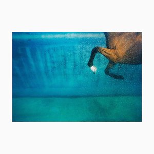 Equus on Blue, Animal Photograph, 2006