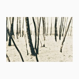 Árboles franceses, fotografía, 1997