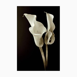 Lillies, fotografia, 2003