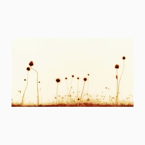 Photographie I, Bretagne, 2003