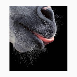 Horse Tongue, Portraiture, Abstract Photograph, 2006
