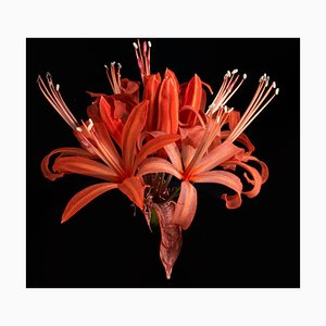 Copperhead British Photograph, Digital Manipulation, Flowers, 2017