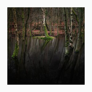 Half Light 12, Ellie Davies, paisaje, 2016