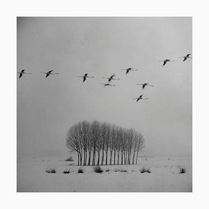 Blanco 3, White Landscape, Snow Scene, Photograph, 2010