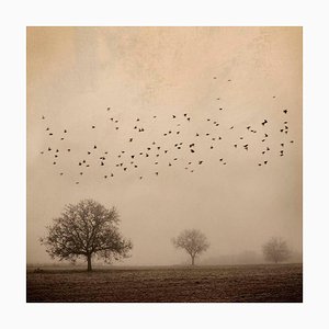 Mirando al Cielo 4, Rosa Basurto, Photographie d'Oiseau