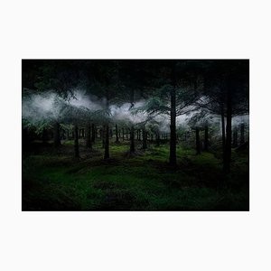 Between the Trees 3, Ellie Davies, Bosques, 2014