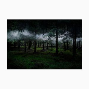 Entre los árboles 3, Ellie Davies, Bosques, 2014