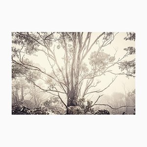 Eucalyptus I, Photographie, Flore et Faune, Grande-Bretagne, 2013