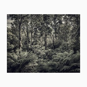 Fern Forest II, British Fotografia, 2013