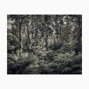 Fern Forest II, British Photograph, Nature, 2013