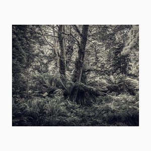 Fern Forest I, fotografía británica, arte contemporáneo