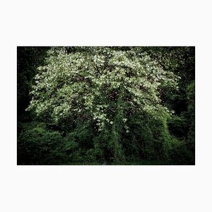 Estrellas 15, Ellie Davies, Fotografía británica, 2015