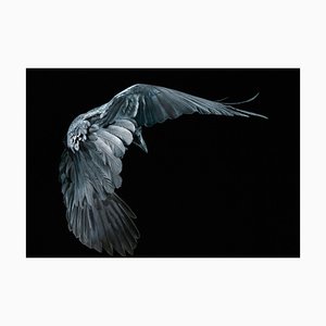 Art of Dying, British Art, Animal Photograph, Bats