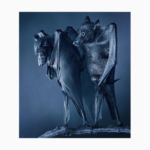 Compassion, British Art, Photograph, Bats