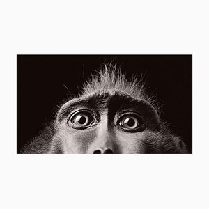 Monkey Eyes, British Art, Animal Photograph